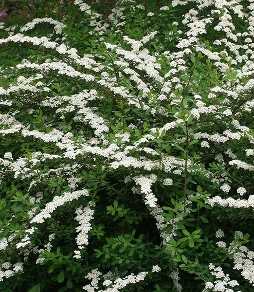 Spiraea nipponica 'Snowmound'